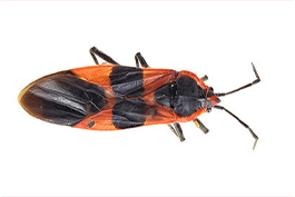 Milkweed Bug
