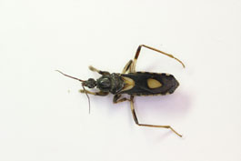 Rasahus nr hamatus