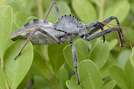 Wheel bug